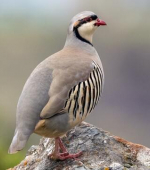 Chukar Partridge