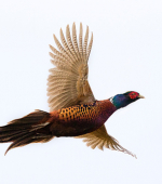 Rooster Pheasant